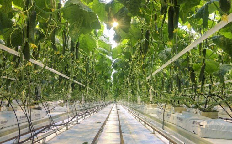 hydroponic greenhouse