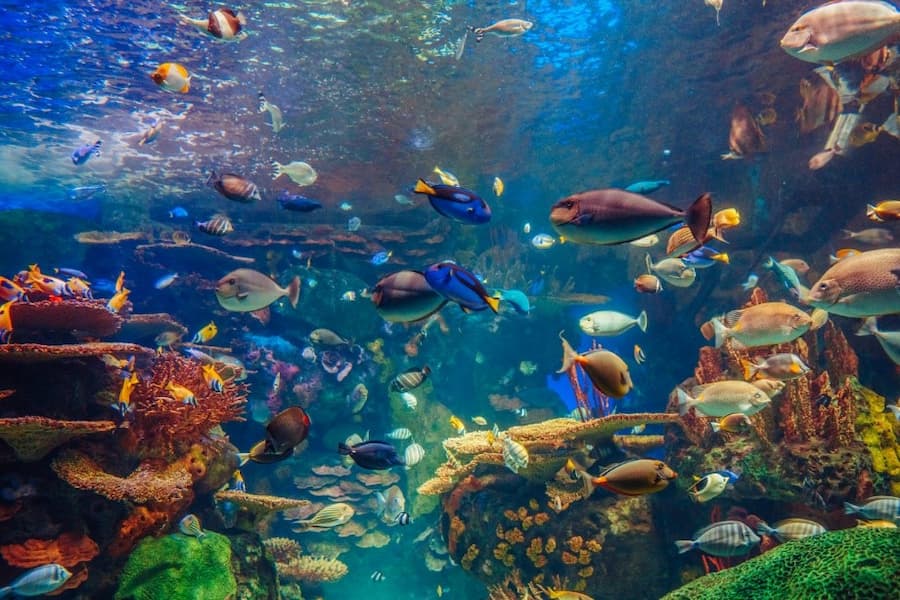 A group of fish swimming in a tank