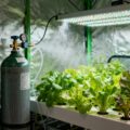 CO2 for Plants